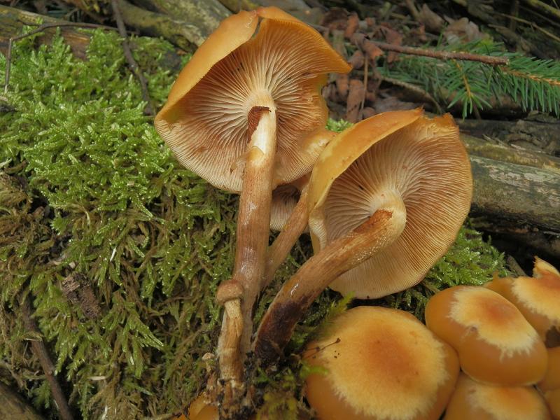 Kuehneromyces mutabilis_1.3.JPG