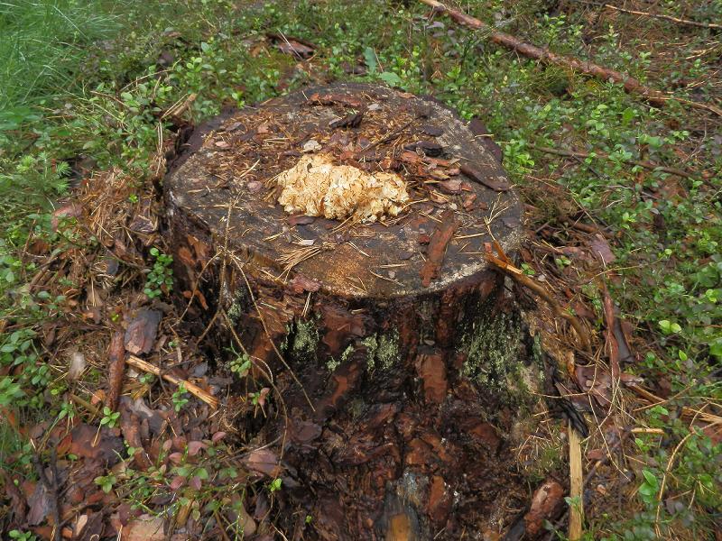 Sparassis crispa_1.3.JPG