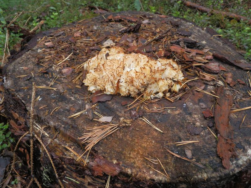 Sparassis crispa_1.2.JPG