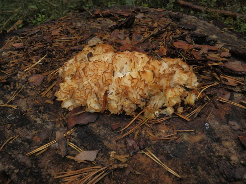 Sparassis crispa_1.JPG