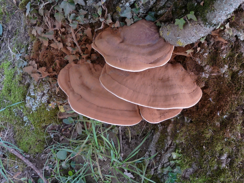 P1060223 Gano res scal bear .JPG