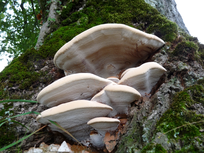 P1060002 Pilz am Fuss der Eiche v. unten .JPG