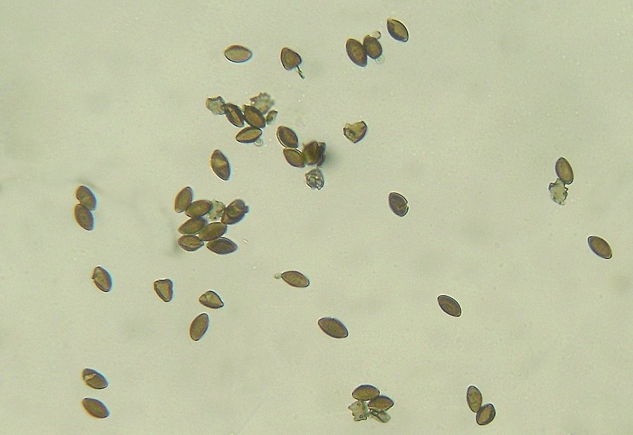 Uromyces_valerianae002.jpg