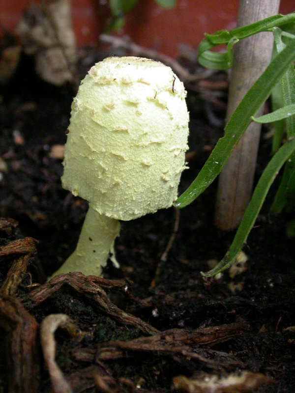 LeucocoprinusBirnbaumii-DSCN1793g-22072006.jpg