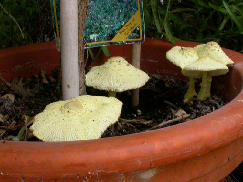 LeucocoprinusBirnbaumii-DSCN1797g.jpg