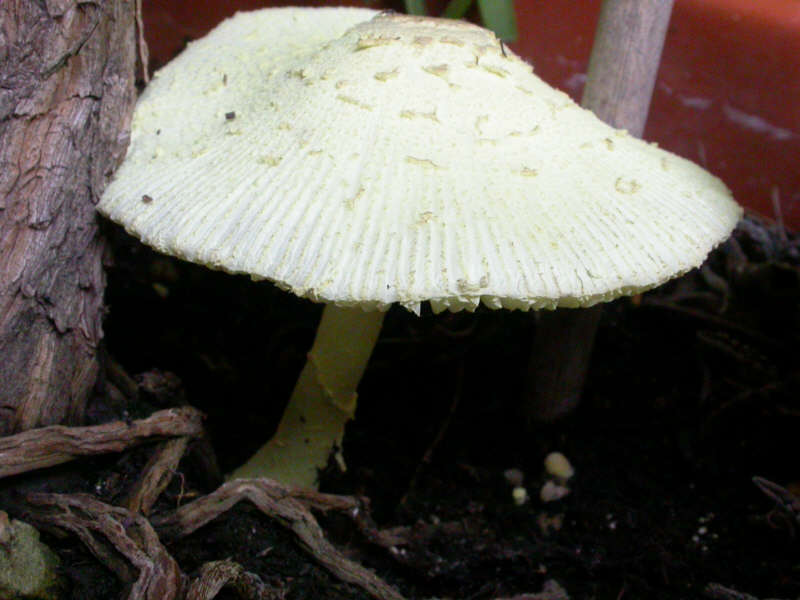 LeucocoprinusBirnbaumii-DSCN1796g.jpg