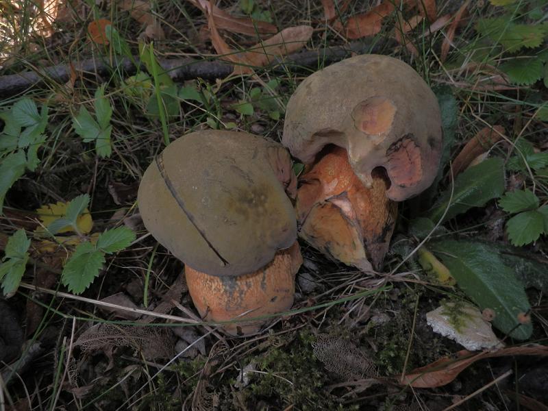 Boletus luridus_3.6.jpg