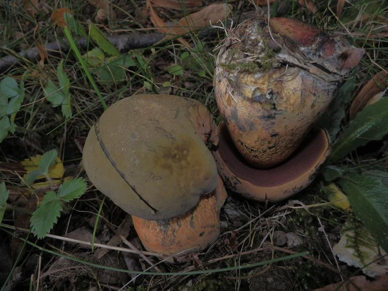 Boletus luridus_3.7.jpg