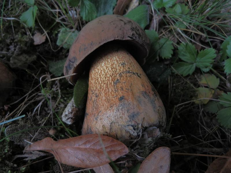 Boletus luridus_3.8.jpg