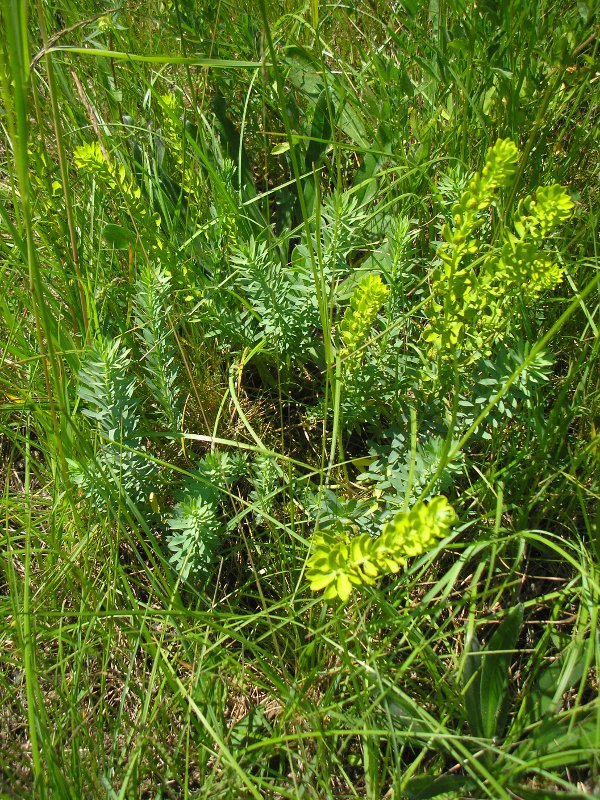 Grafenhausen (1).JPG