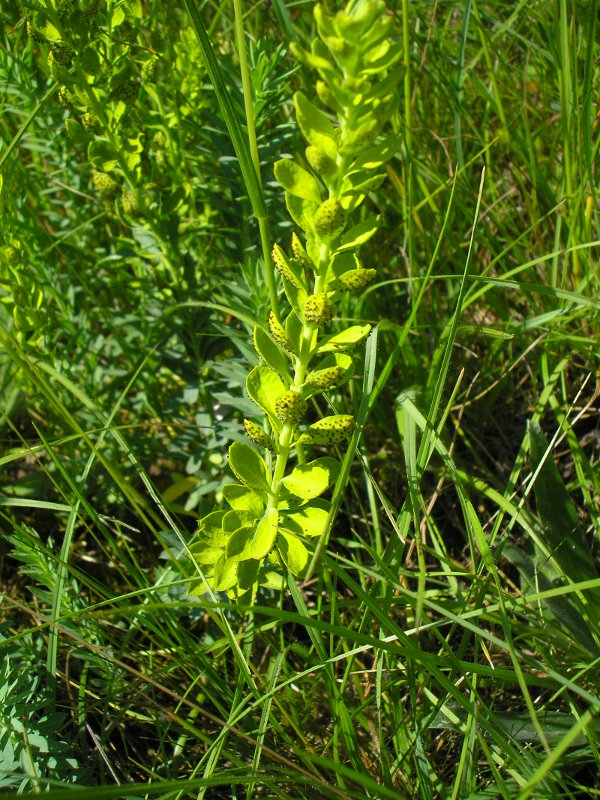 Grafenhausen (2).JPG