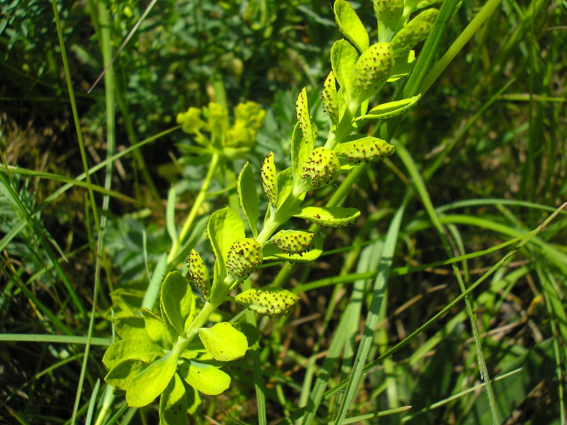 Grafenhausen (3).JPG