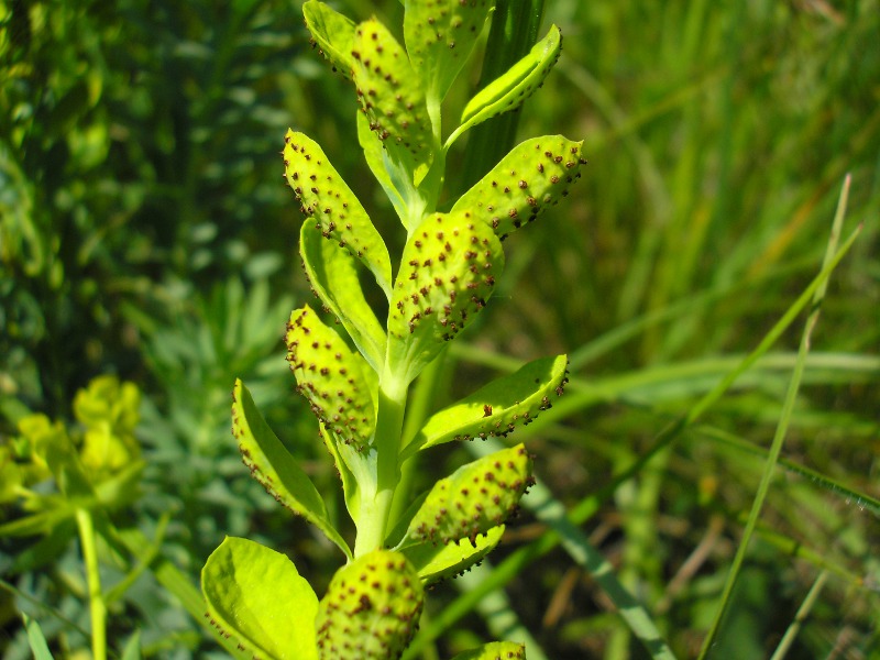 Grafenhausen (4).JPG