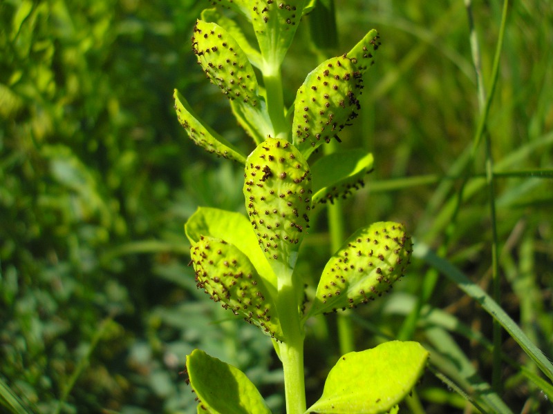 Grafenhausen (5).JPG