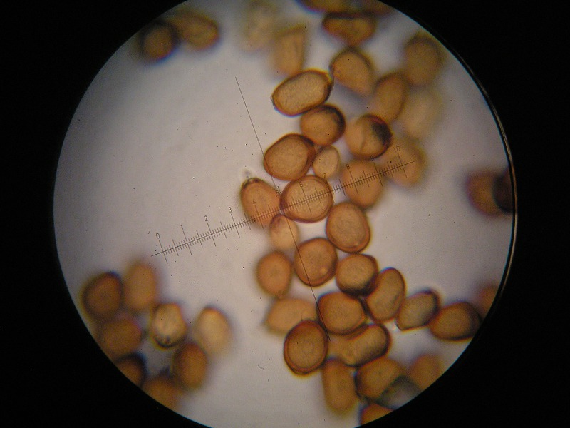 1000er Grafenhausen (1).JPG