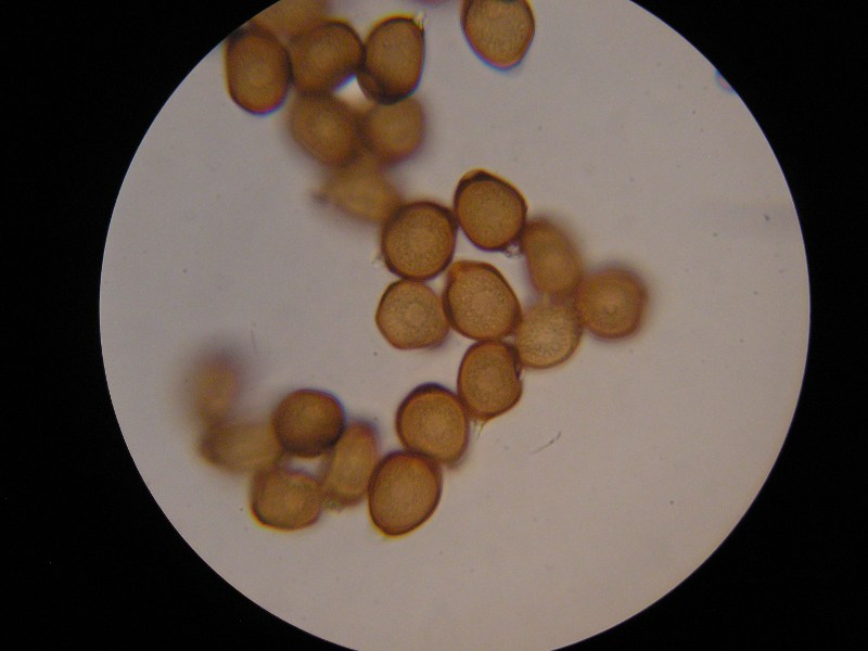 1000er Grafenhausen (2).JPG