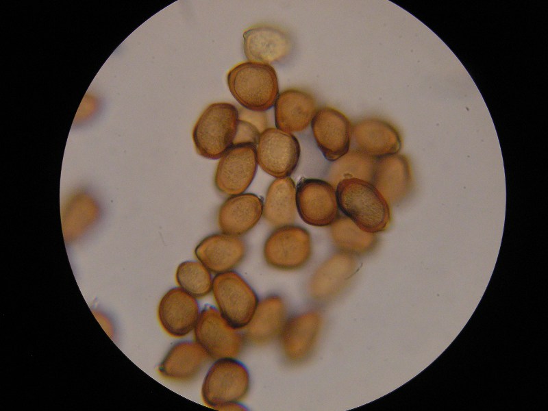 1000er Grafenhausen (3).JPG