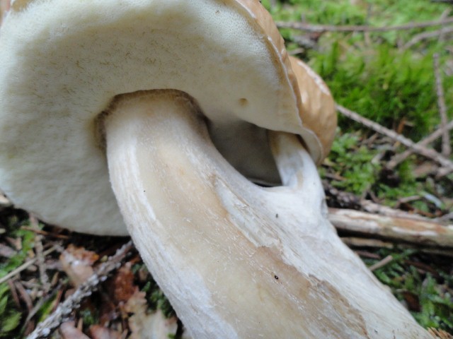 DSC04602 (640x480).jpg