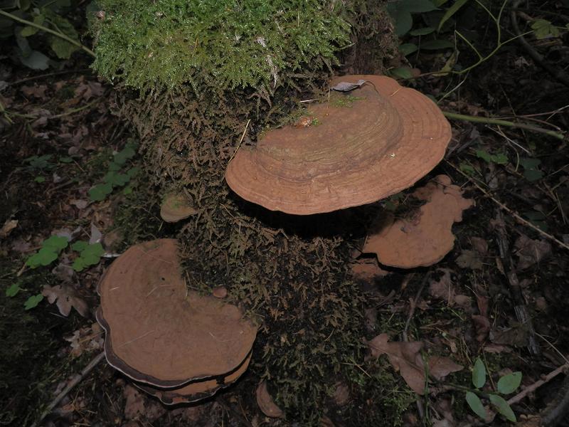 Ganoderma applanatum_1.jpg
