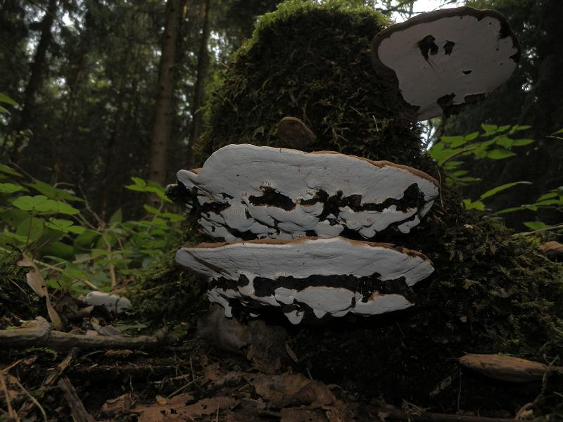 Ganoderma applanatum_1.1.jpg
