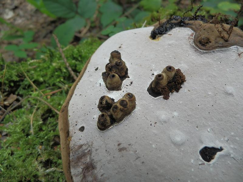 G. applanatum mit Gallen_1.3.jpg