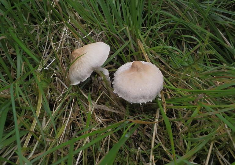 Cystoderma carcharias_1.jpg