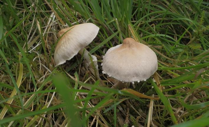 Cystoderma carcharias_1.1.jpg