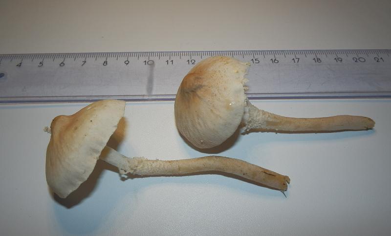 Cystoderma carcharias_1.2.jpg