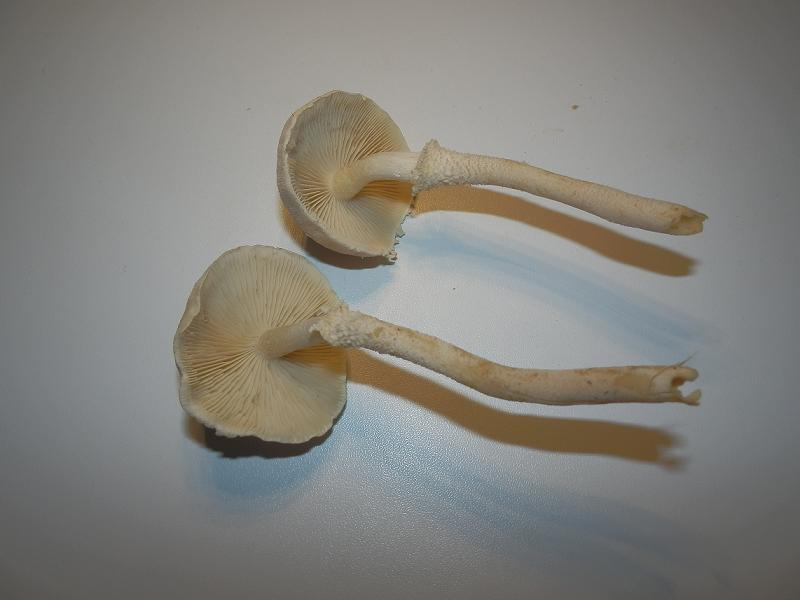 Cystoderma carcharias_1.3.jpg