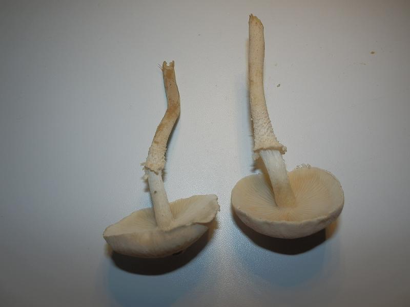 Cystoderma carcharias_1.4.jpg