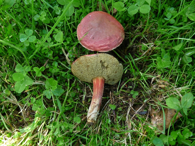 P1060260 Xero Hut, Stiel, Lamellen .JPG