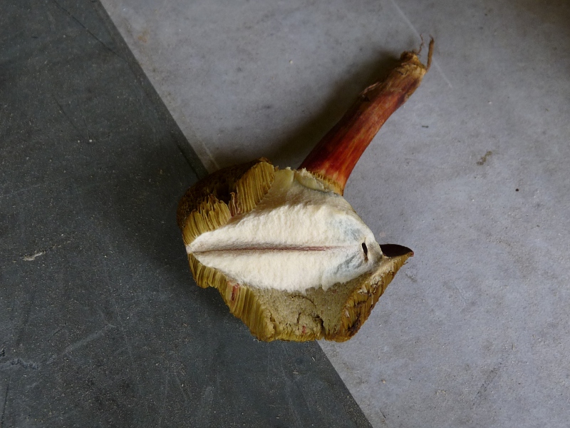 P1060279 Xero Fruchtfleisch .JPG