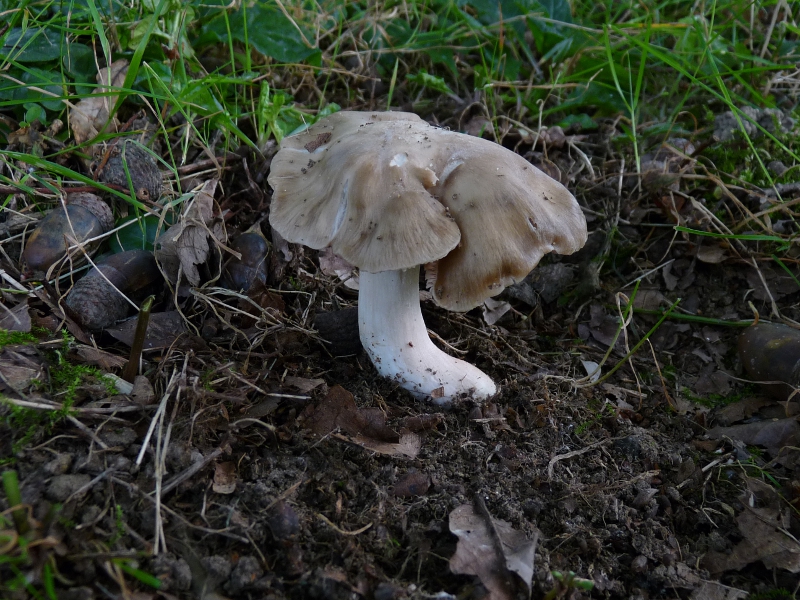 P1060281 Cortinarius .JPG