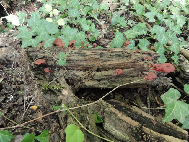 DSC04634 (640x480).jpg