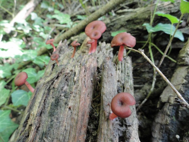 DSC04630 (640x480).jpg