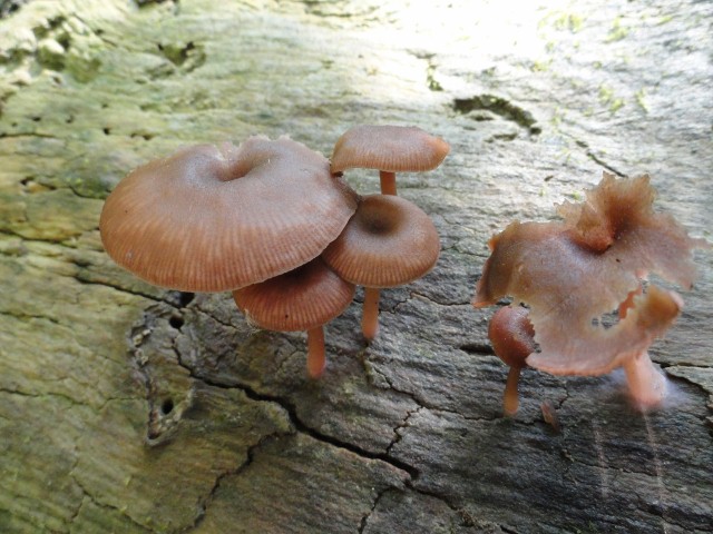 DSC04631 (640x480).jpg