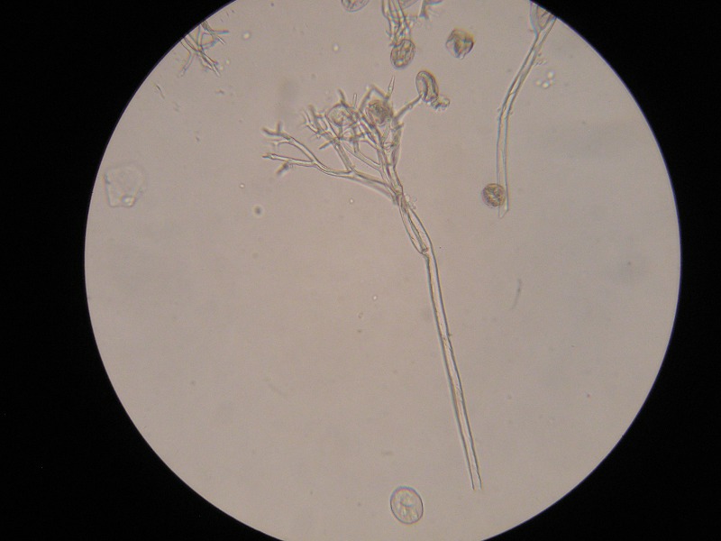 400er Sondheim (1).JPG