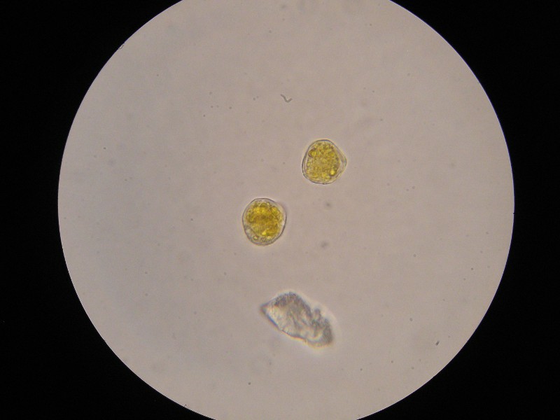 1000er Rofen (7).JPG