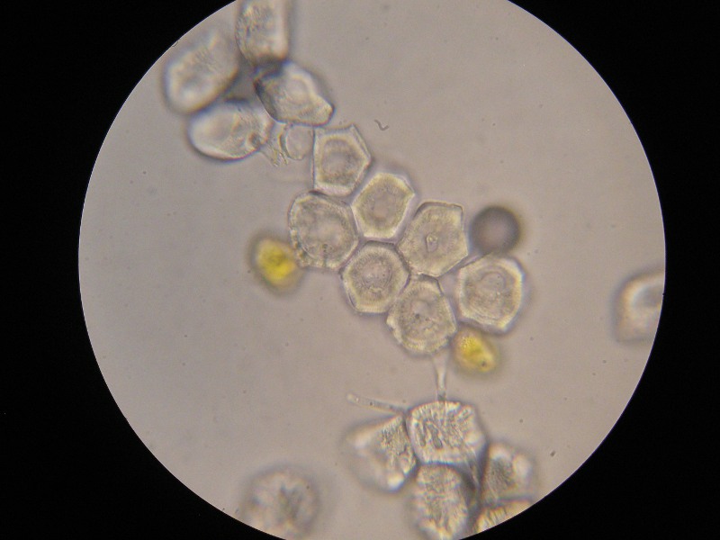 1000er Rofen (9).JPG