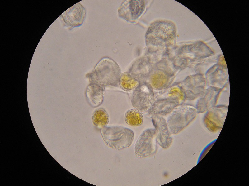 1000er Rofen (13).JPG