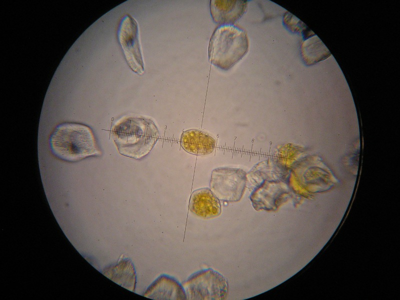 1000er Rofen (19).JPG