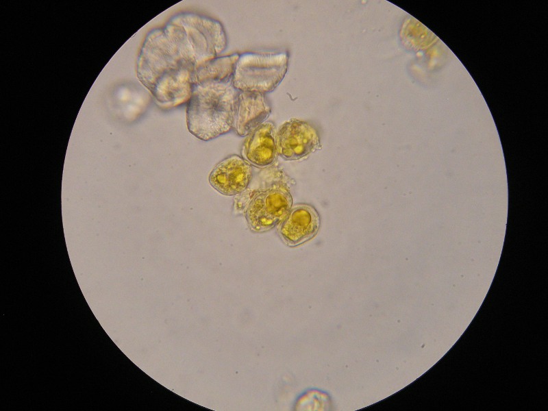 1000er Rofen (23).JPG