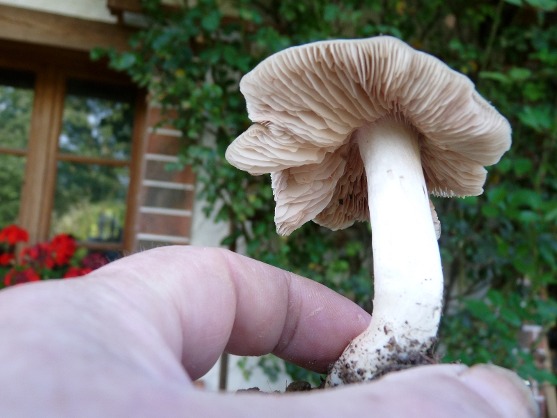 P1060301 Corti Lamellen.JPG