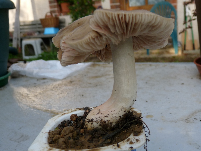 P1060310 Stiel gross .JPG