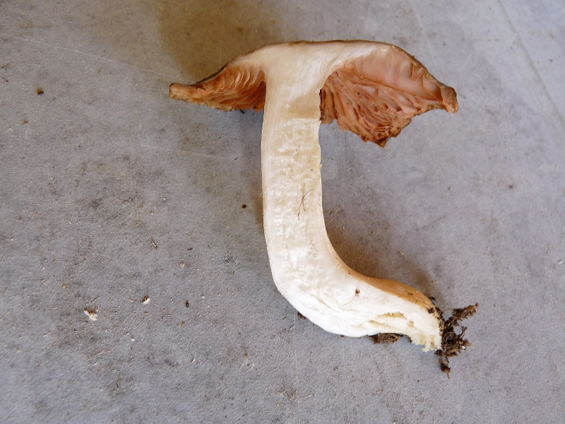 P1060328 1. Pilz Stiel .JPG