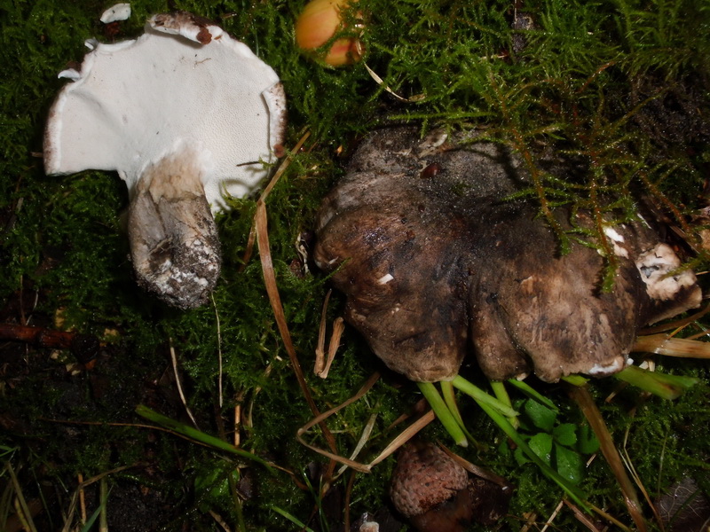 Boletopsis leucomelaena s.l.-a.jpg