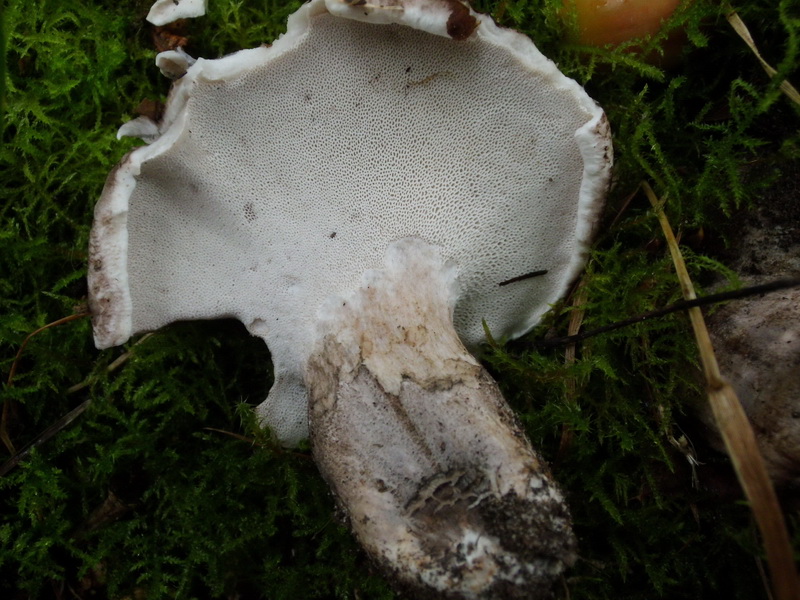 Boletopsis leucomelaena s.l.-b.jpg