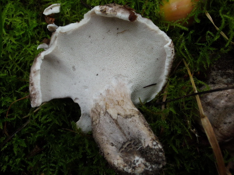 Boletopsis leucomelaena s.l.-c.jpg