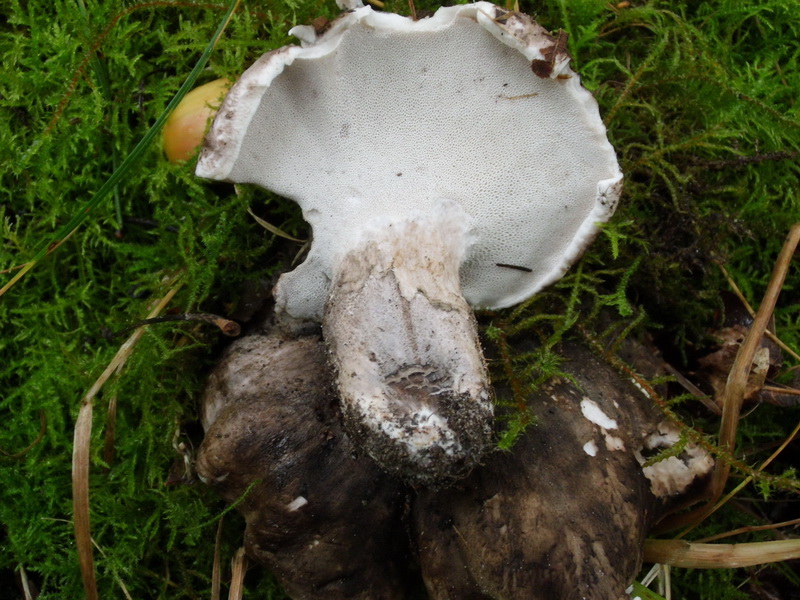 Boletopsis leucomelaena s.l.-d.jpg