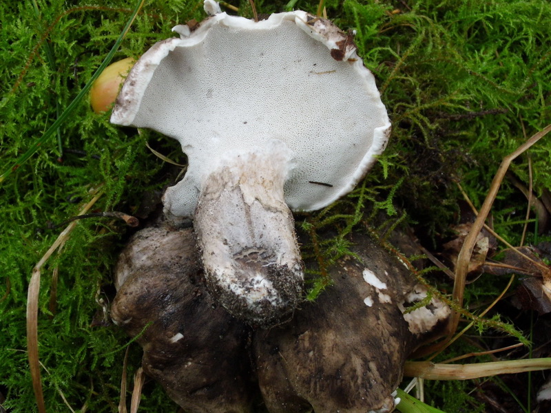 Boletopsis leucomelaena s.l.-e.jpg